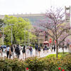 Spring blooms as students walk to class on Polett walk